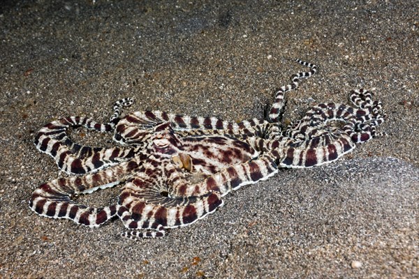 Mimic Octopus, Thaumoctopus mimicus, Lembeh Strait, North Sulawesi, Indonesia