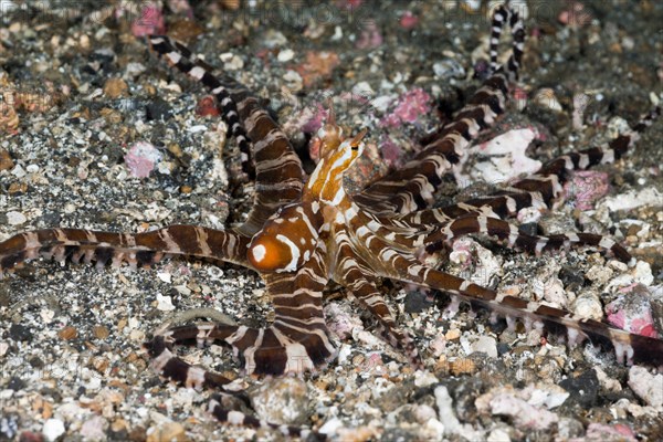 Wonderpus Octopus, Wunderpus photogenicus, Lembeh Strait, North Sulawesi, Indonesia