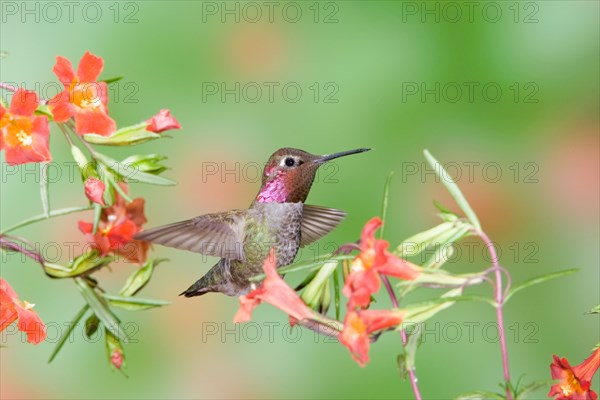 Anna's Hummingbird in Scarlet Monkey Flower