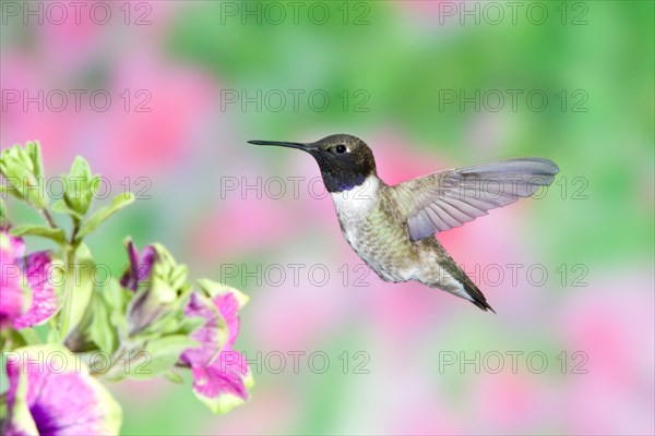 Black-chinned Hummingbird in Petunia x hybrida 'Pretty Much Picasso'