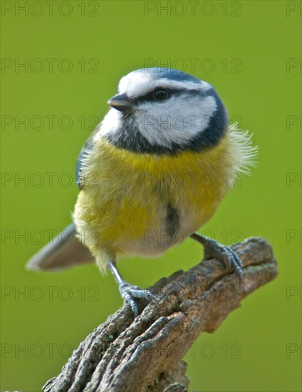 Blue tit bluetit (Caeruleus parus) feeding in a UK garden