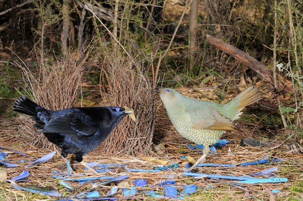 Satin Bowerbird Ptilonorhynchus violaceus Male and female at bower Photographed in ACT, Australia