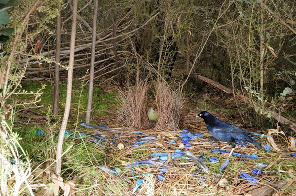 Satin Bowerbird Ptilonorhynchus violaceus Male and female at bower Photographed in ACT, Australia