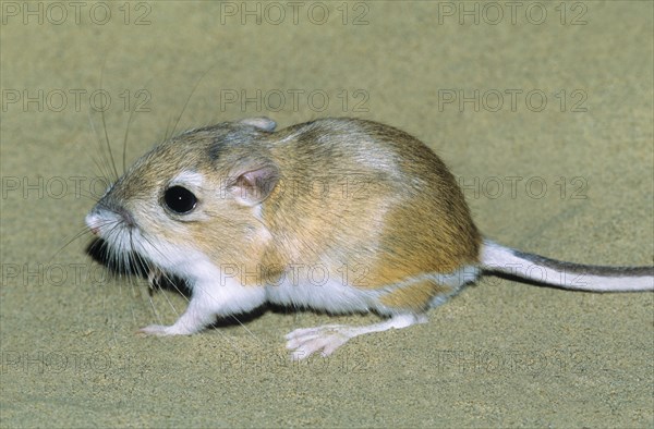 Adult Ord's kangaroo rat (Dipodomys ordii), southeastern Alberta, prairie Canada