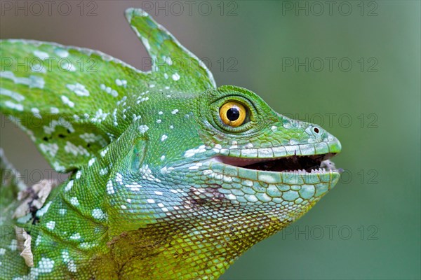 plumed basilisk, Basiliscus plumifrons, eating an insect in Costa Rica.