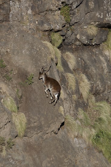 Walia Ibex (Capra walie) adult female, climbing vertical rockface, Simien Mountains, Ethiopia