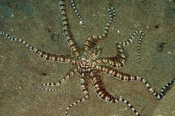 Mimic octopus, Thaumoctopus mimicus, Lembeh Strait Sulawesi Indonesia