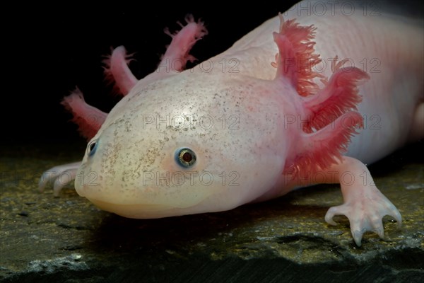 White axolotl (Ambystoma mexicanum) neotenic aquatic salamander leucistic individual captive critically endangered in the wild