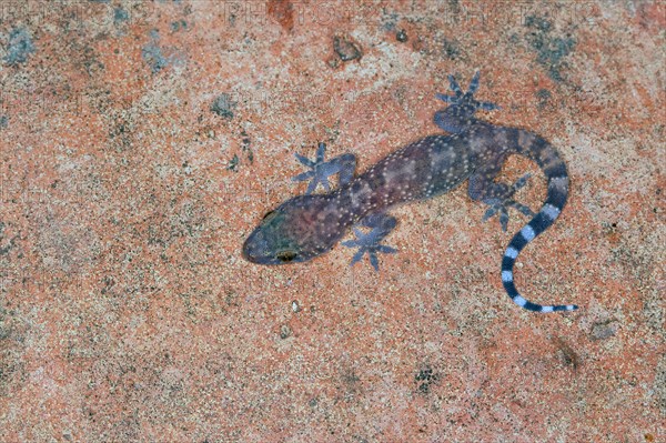Turkish gecko, Mediterranean gecko (Hemidactylus turcicus), sitting at a wall