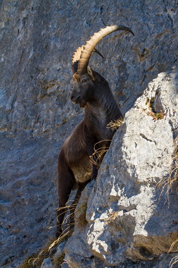 alpine ibex (Capra ibex), climbing on slope, Switzerland, Toggenburg, Chaeserrugg