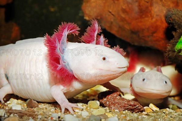 Mexican Salamander or Mexican Axolotl (Ambystoma mexicanum)