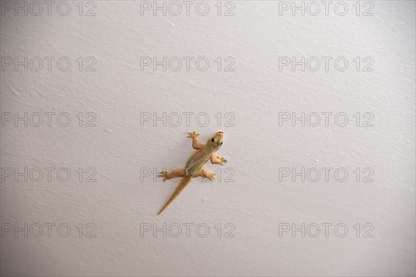 Gecko on the wall