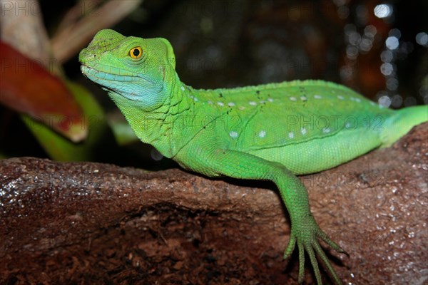 Plumed basilisk (Basiliscus plumifrons) female