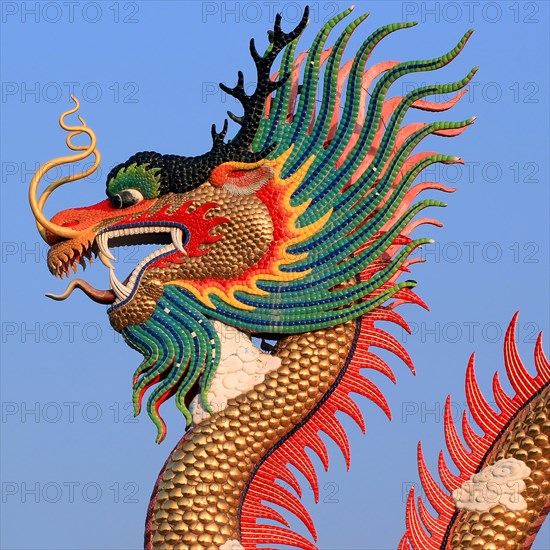 closeup of the golden Chinese dragon