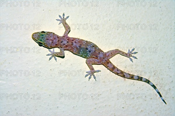 Gecko on a wall