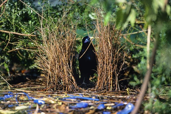 satin bowerbird (Ptilonorhynchus violaceus), male working on his bower, Australia, Victoria