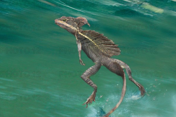 Brown basilisk, Striped Basilisk, Yellow-striped Basilisk, Jesus Christ Lizard (Basiliscus vittatus), running over the water