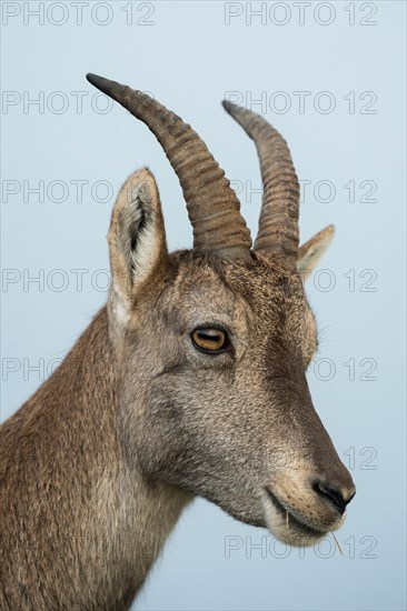 Head shot of female Alpine ibex / Steinbock / Alpensteinbock ( Capra ibex ).