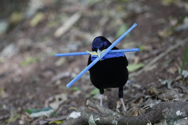 Satin Bowerbird, Ptilonorhynchus violacea, male carrying blue plastic sticks to decorate his bower