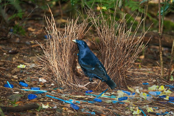 Satin Bowerbird (Ptilonorhynchus violaceus)  Male in bower decorated with found blue objects and yellow flowers, Lamington Natio