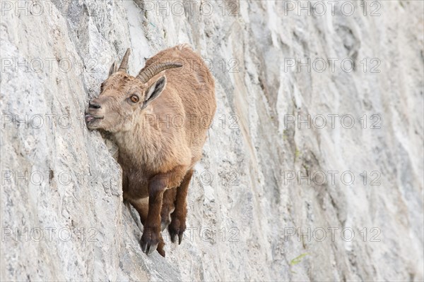 Alpine ibex on dam (Capra ibex), a female is licking mineral salts on a near-vertical wall.