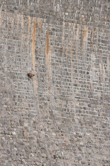 Alpine ibex on dam (Capra ibex),