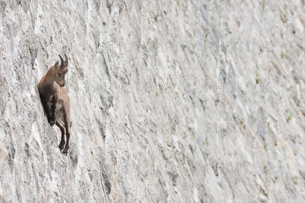 Alpine ibex on dam (Capra ibex), juvenile male