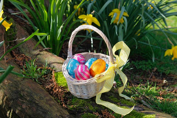 Festivals, Religious, Easter, Egg hunt, basket of chocolate eggs hidden in garden amongst daffodils.