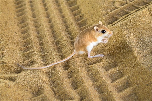 Desert kangaroo rat