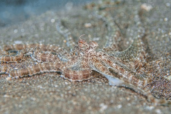 Mimic Octopus (Thaumoctopus mimicus) in the Lembeh Strait