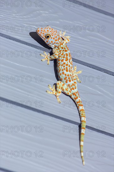 Tokay Gecko on wooden wall in Thailand