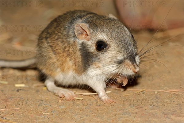 Merriam's Kangaroo Rat, Mexico / (Dipodomys merriami) | Merriams Kaengururatte / (Dipodomys merriami)