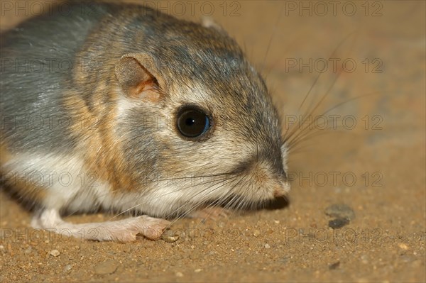 Merriam's Kangaroo Rat, Mexico / (Dipodomys merriami) | Merriams Kaengururatte / (Dipodomys merriami)