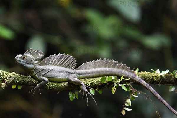 Emerald basilisk (Basiliscus plumifrons) in Costa Rica