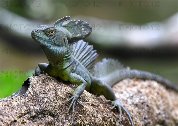 Emerald basilisk (Basiliscus plumifrons) in Costa Rica