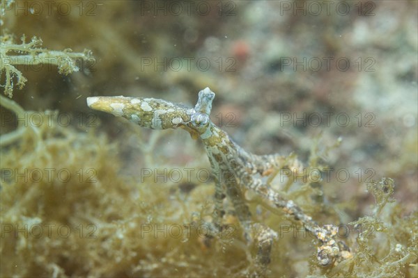 Wonderpus hiding in seagrass