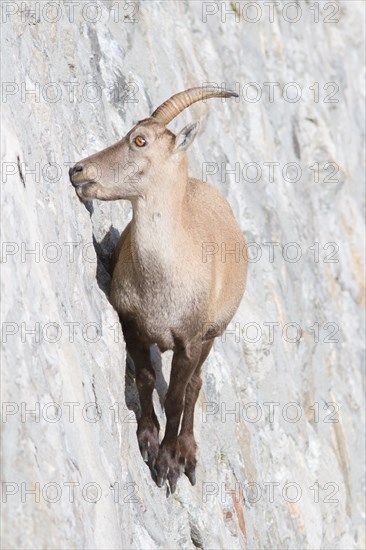 A female of alpine ibex (Capra ibex) is licking mineral salts on a sub-vertical dam wall. Antrona valley, Italy.