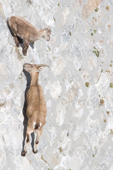 A female of alpine ibex (Capra ibex) with its pup is walking on a dam wall looking for mineralt salts. Antrona valley, Italy.