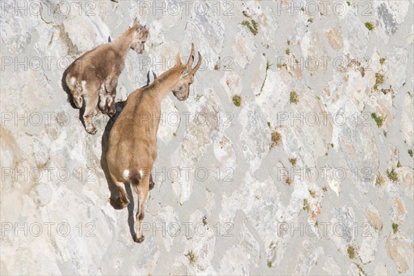 A female of alpine ibex (Capra ibex) with its pup is walking on a dam wall looking for mineralt salts. Antrona valley, Italy.