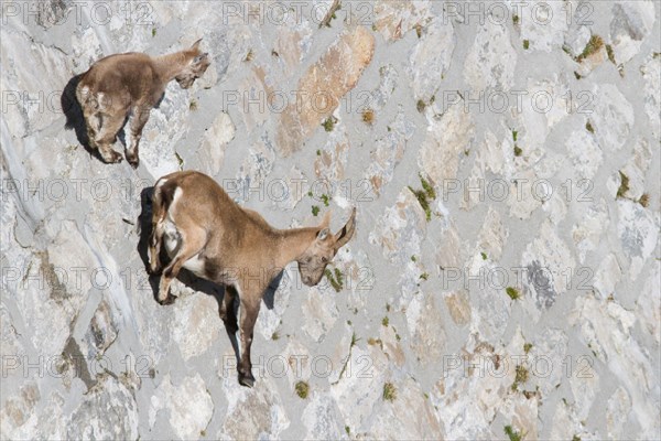 A female of alpine ibex (Capra ibex) with its pup is walking on a dam wall looking for mineralt salts. Antrona valley, Italy.