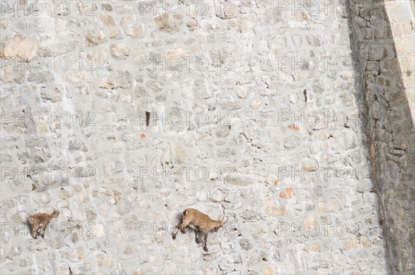 A female of alpine ibex (Capra ibex) with its pup is walking on a dam wall looking for mineralt salts. Antrona valley, Italy.