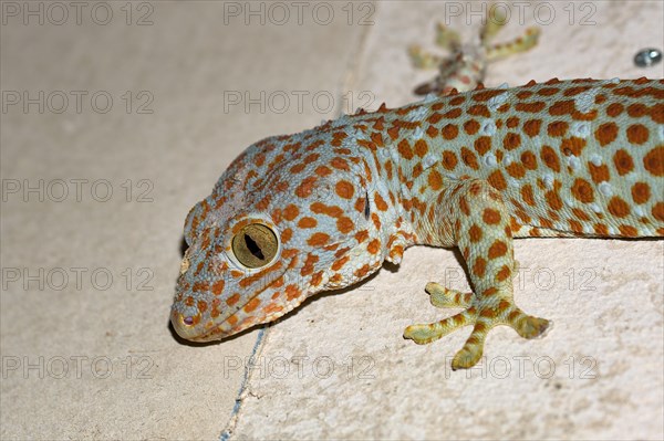 A large Tokay Gecko hunting, sitting on the wall. Photographed at night with flash lamp. Koh Rong Samloem, Cambodia.