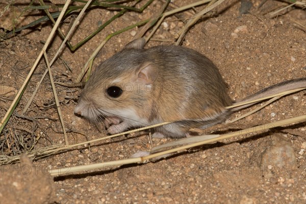 A desert kangaroo rat.