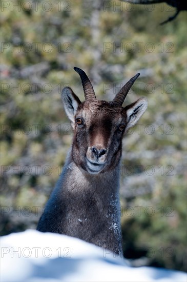 Alpine Ibex in winter, Capra ibex,  France