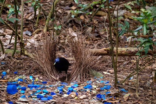 Satin Bowerbird - At O'Reilly's Rainforest Retreat, Lamington National Park