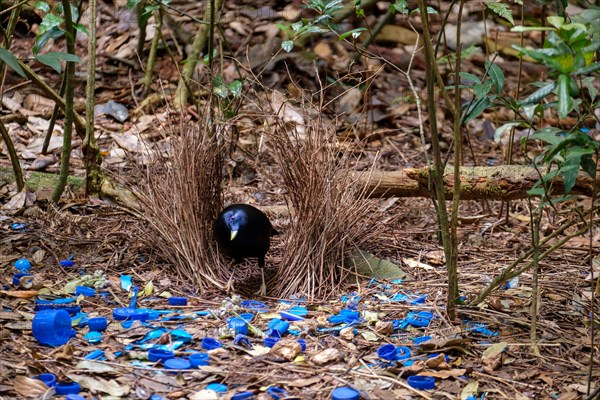 Satin Bowerbird - At O'Reilly's Rainforest Retreat, Lamington National Park