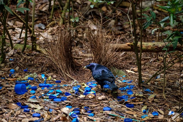 Satin Bowerbird - At O'Reilly's Rainforest Retreat, Lamington National Park