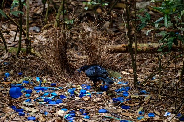 Satin Bowerbird - At O'Reilly's Rainforest Retreat, Lamington National Park