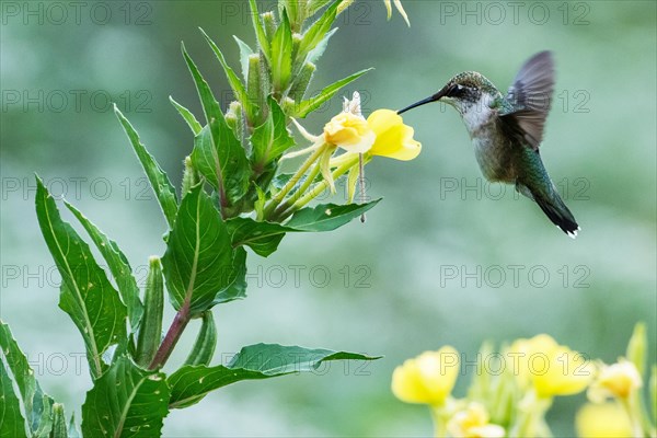 Female ruby-throated hummingbird nectaring on evening primrose flowers