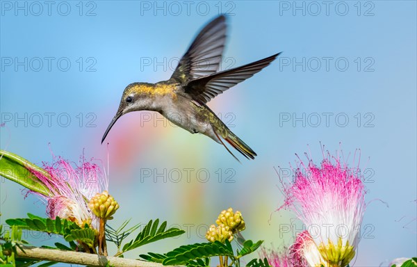 Female Ruby Topaz hummingbird feeding on the Calliandra flowers (powderpuff flowers).